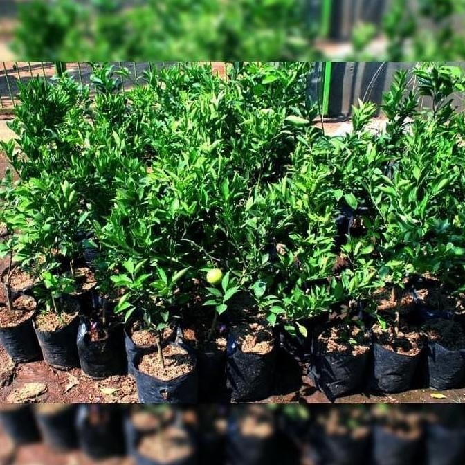 

Terlaris Bibit Pohon Jeruk Nipis Tanaman Buah Herbal Bb50 Siap Berbuah