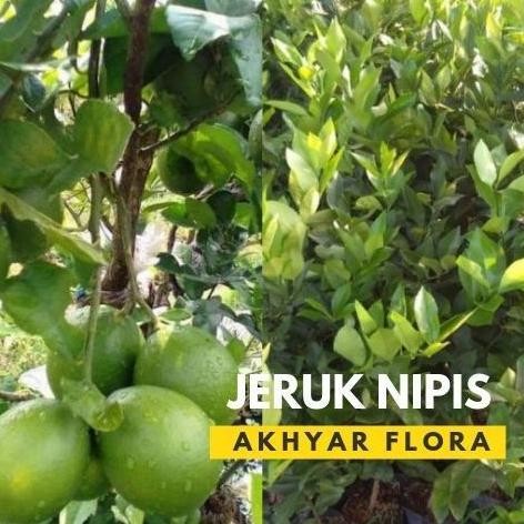 

Terlaris Bibit Jeruk Nipis Pohon Jeruk Nipis Tanaman Jeruk Nipis