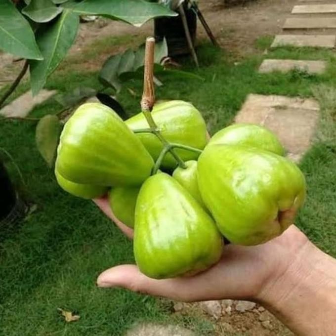 

Terlaris Bibit Jambu Air Kiojok Berkwalitas Unggul Hasil Okulasi