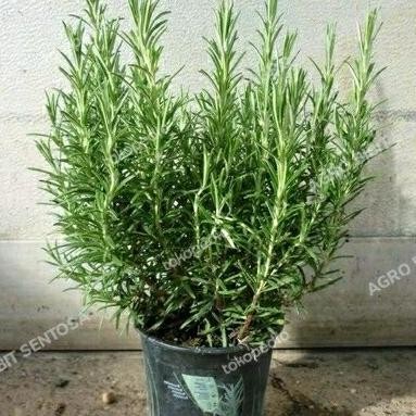 

Terlaris Benih Bibit Tanaman Rosemary Original Unggul Asli