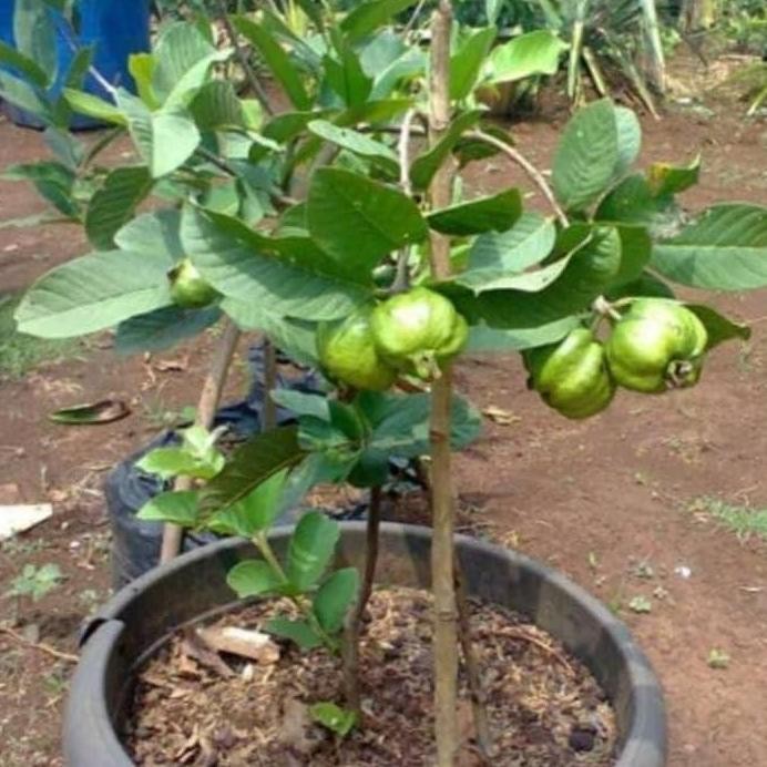 

Terlaris Bibit Tanaman Jambu Kristal Jambu Biji .