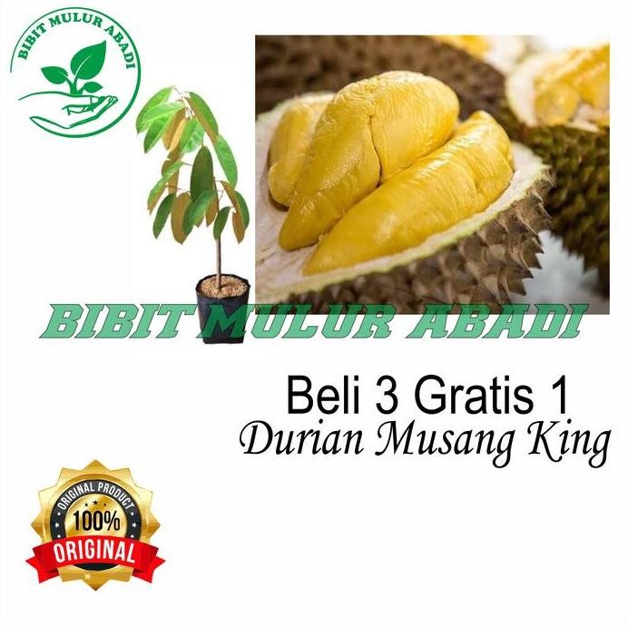 

Terlaris Bibit Tanaman Buah Durian Musangking