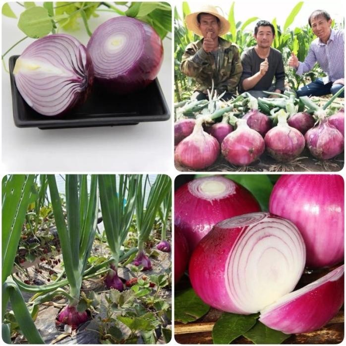 

Terlaris Khusus Hari Ini! Isi 50 Biji Bawang Merah Bibit Sayuran Benih Onion Seeds Benih Bawang Bombay Bibit Bawang Merah Biji Sayuran Benih Bibit Sayuran Murah Vegetables Seeds