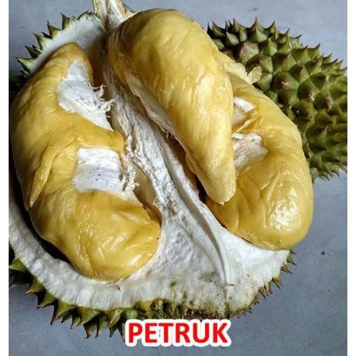 

Terlaris Bibit Durian Petruk Okulasi Asli Cepat Berbuah