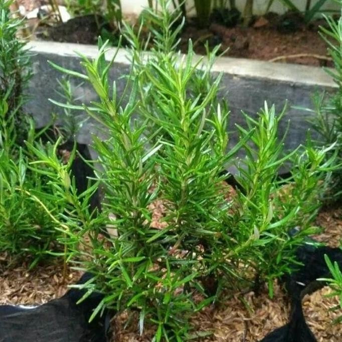 

Terlaris Bibit Tanaman Rosemary Herbal / Bumbu Masakanb