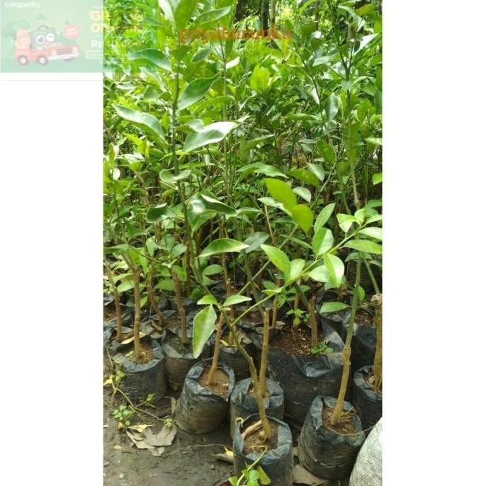 

Terlaris Bibit Jeruk Nipis