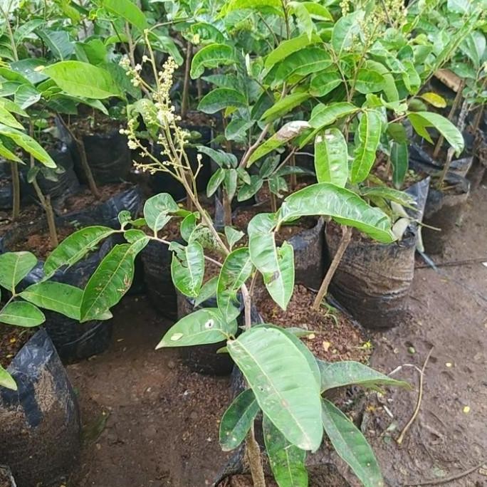

Terlaris Bibit Buah Kelengkeng Aroma Durian Berbunga Lebat / Klengkeng Berbunga