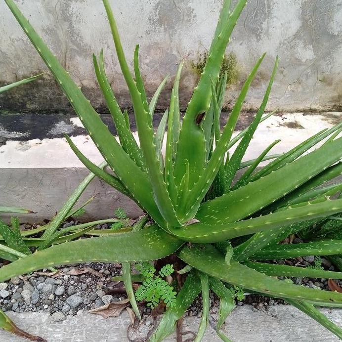 

Terlaris Daun Lidah Buaya Tanaman Lidah Buaya Bibit Lidah Buaya