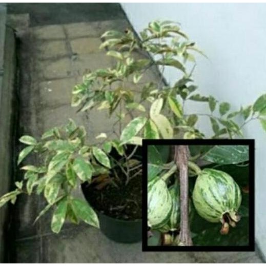 

Terlaris Bibit Jambu Biji Variegata
