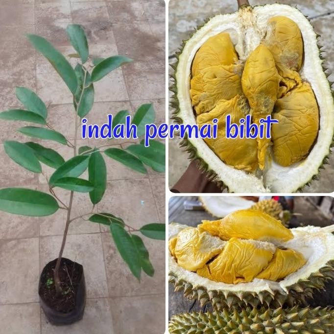 

Terlaris Terbaru Bibit Tan Durian Rencong Emas