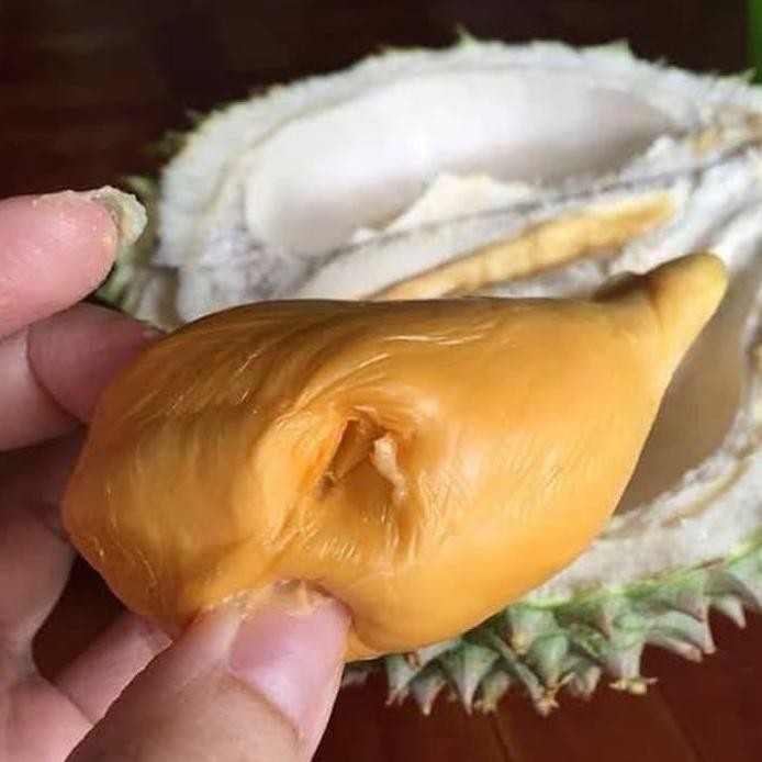 

Terlaris Paket 3 Bibit Durian Ochee Bejo Bibit