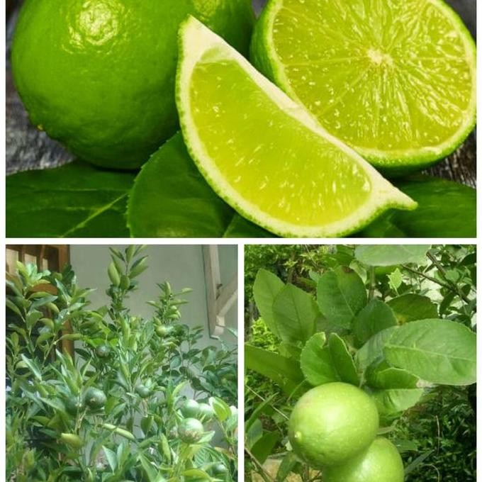 

Terlaris Bibit Pohon Jeruk Nipis Kondisi Berbuah - Sudah Siap Berbuah Lebat