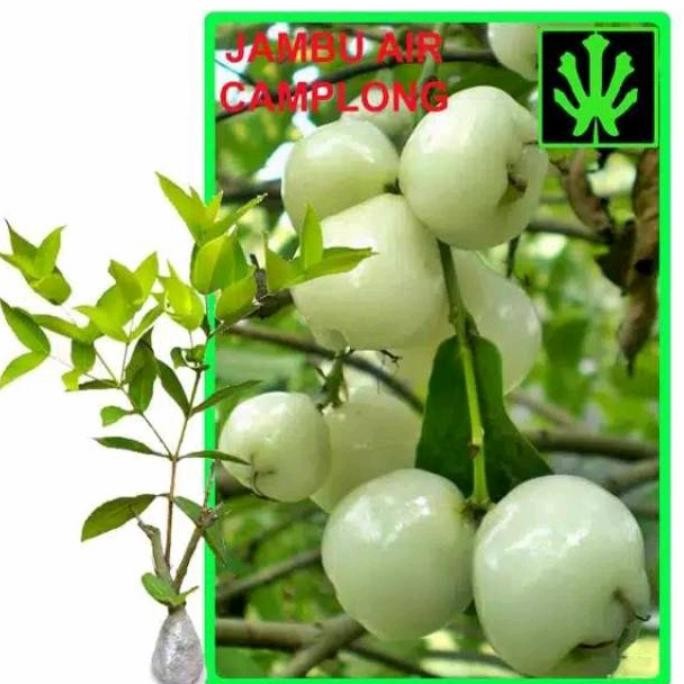 Terlaris Bibit Jambu Air Camplong + Jambu Putih