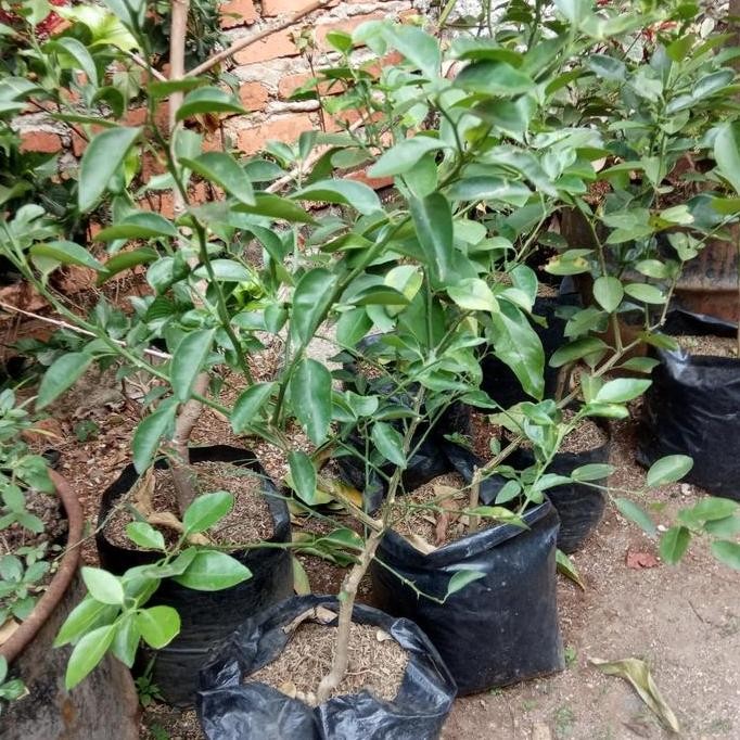 

Terlaris Pohon Buah Jeruk Nipis//Bibit Buah Jeruk Nipis.