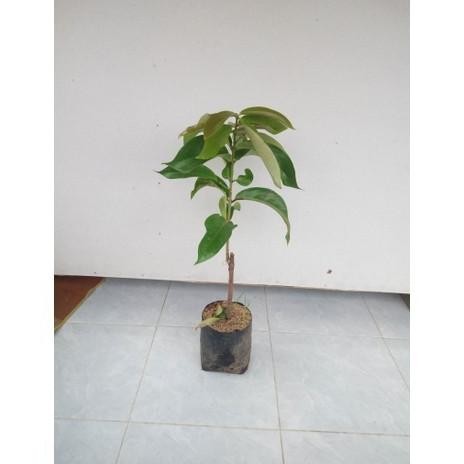 

Terlaris Bibit Buah Jambu Air Super Green
