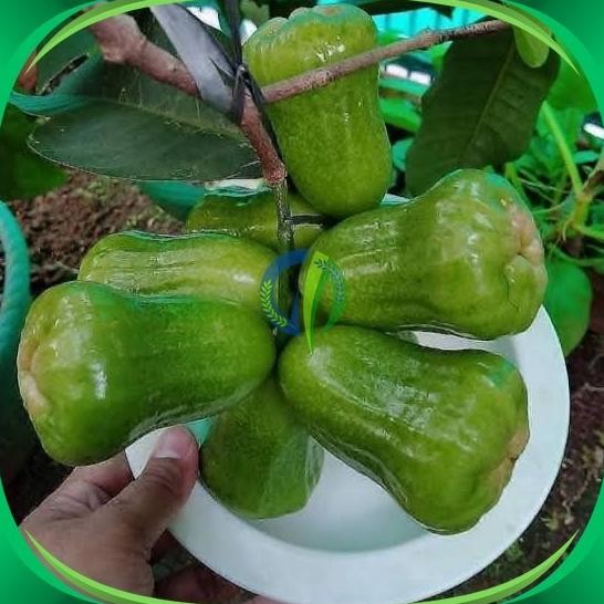 

Terlaris Bibit Jambu Kiojok Pohon Buah Jambu Kiojok Hasil Okulasi
