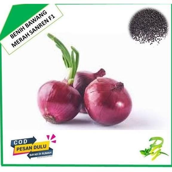 

Terlaris Bibit Benih Unggul Bawang Merah Sanren F1 Isi 100 Biji