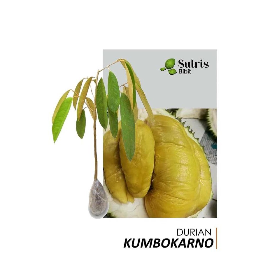 

Terlaris Bibit Tanaman Buah Durian Kumbokarno