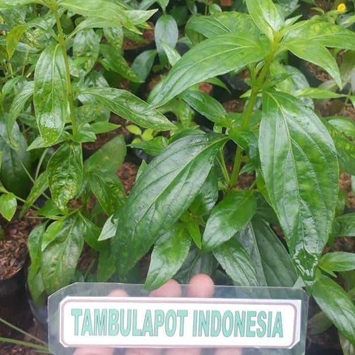 

Terlaris Bibit Tanaman Sambiloto Bibit Sambiloto Daun Sambiloto Pahitan Obat