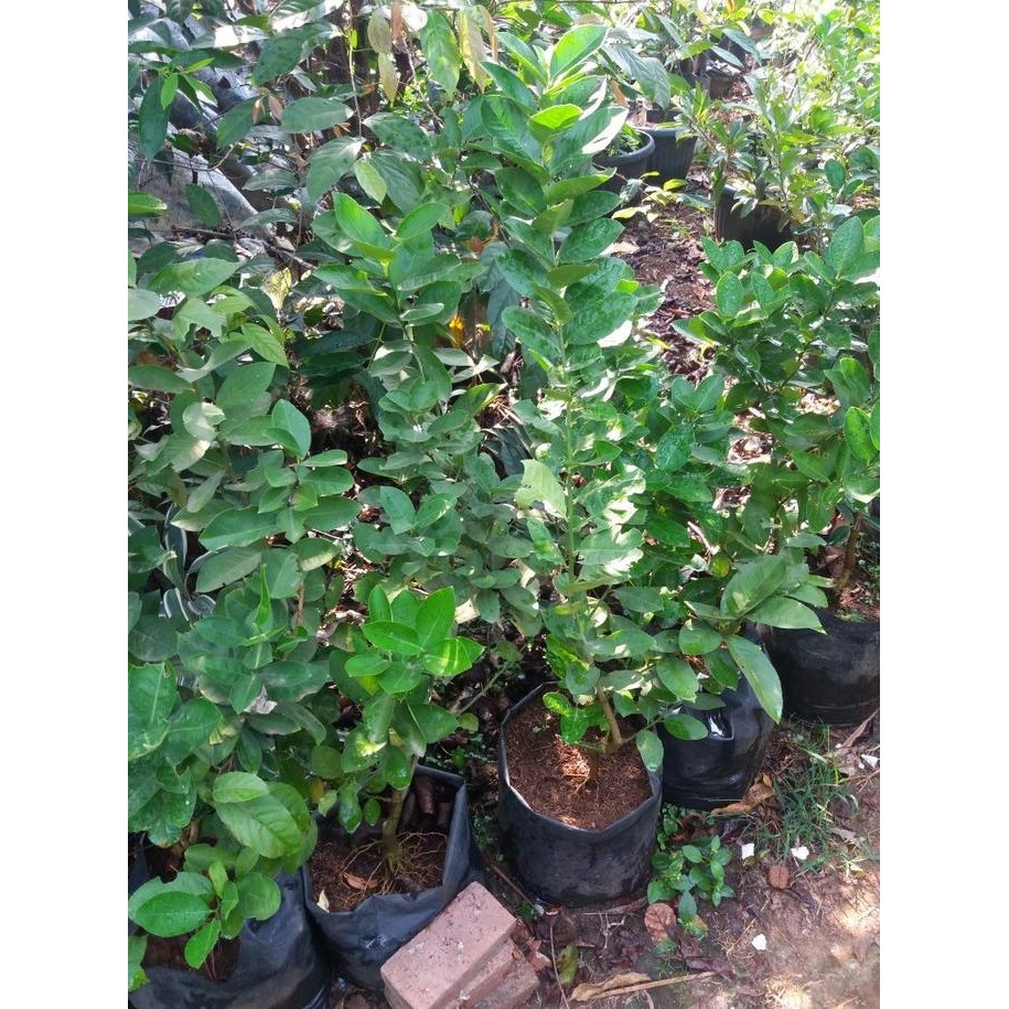 

Terlaris Bibit Tanaman Jeruk Nipis//Pohon Jeruk Nipis Mmmm