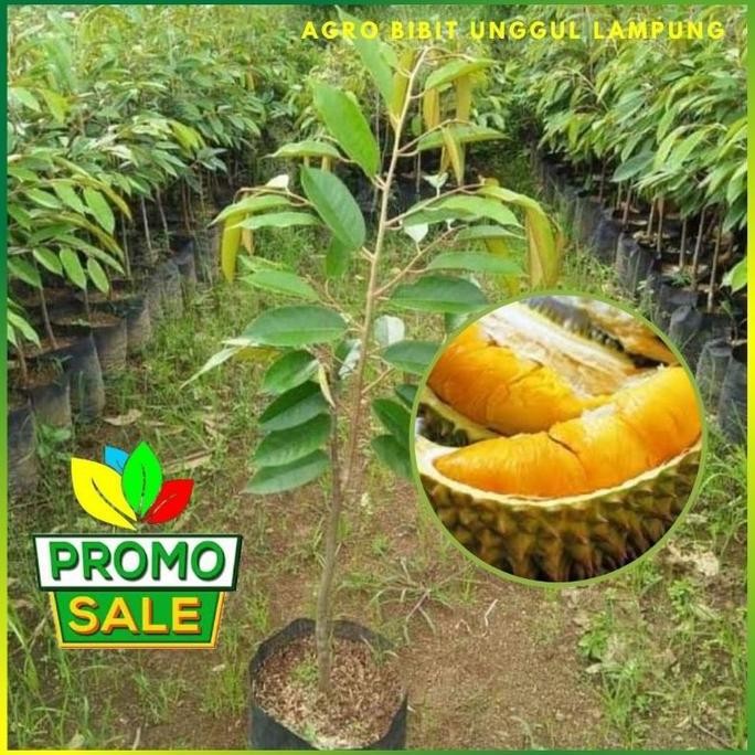 

Terlaris Bibit Durian Super Tembaga Asli Tanaman Okulasi Cepat Berbuah Super Genjah