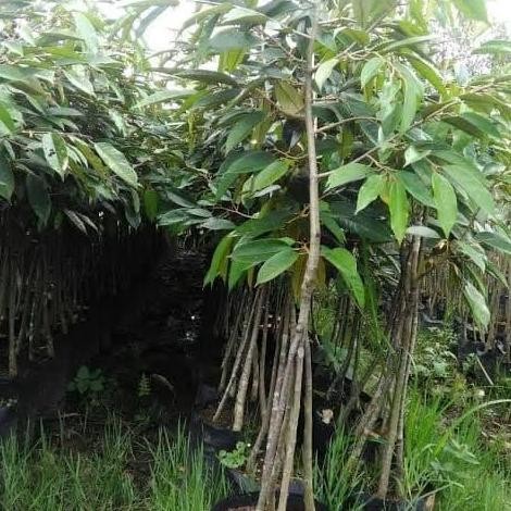 

Terlaris Bibit Durian Musangking Kaki Tiga, 1 Meter Lebih. Murah A