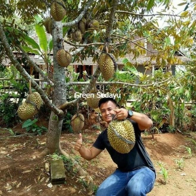 

Terlaris Rekomendasi Bibit Pohon Buah Durian Musangking Malaysia Kaki 3 By Argoplantbag