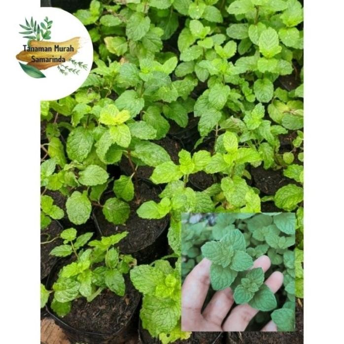 

Terlaris Bibit Daun Mint Herbal Indukan Dan Semai Siap Tanam Zthnlr 9794Vn
