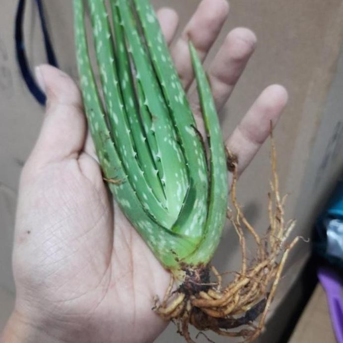 

Terlaris Bibit Tanaman Lidah Buaya Jumbo
