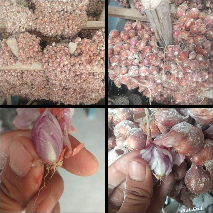 

Terlaris Original Bibit Bawang Merah Berkualitas Asli Nganjuk - Siap Ta Ready Stock