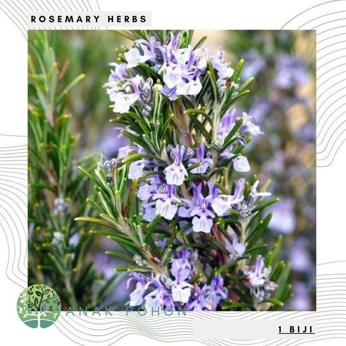 

Terlaris Benih Bibit Biji - Bunga Rosemary Herb Seeds - Import