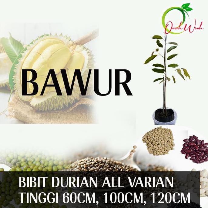 

Terlaris Bbt Durian Bawur Premium / Benih Durian Bawur Bibit