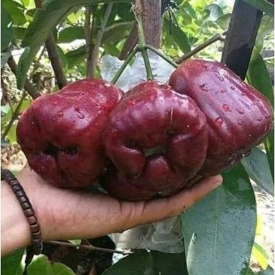 

Terlaris Bibit Jambu Air King Rose / Bibit Buah Buahan Dalam Pot Termurah