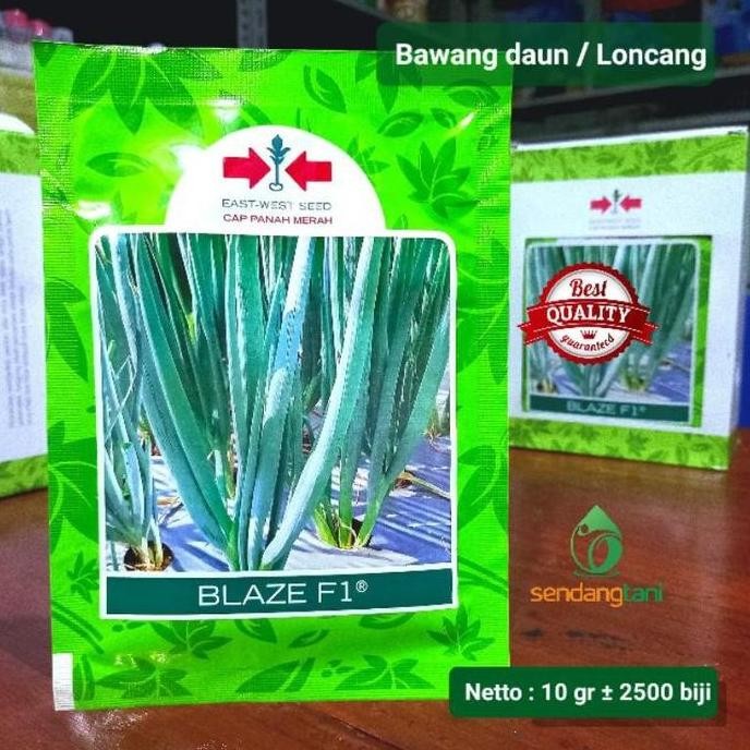 

Terlaris Bawang Daun Blaze F1 10 Gr Benih Bibit Loncang Hibrida Cap Panah Merah