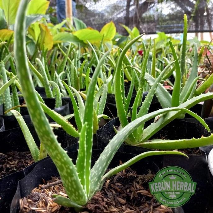 

Terlaris Terlaris Bibit Lidah Buaya/Aloe Vera