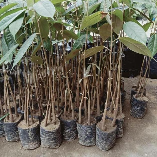 

Terlaris Bibit Durian Kaki 3