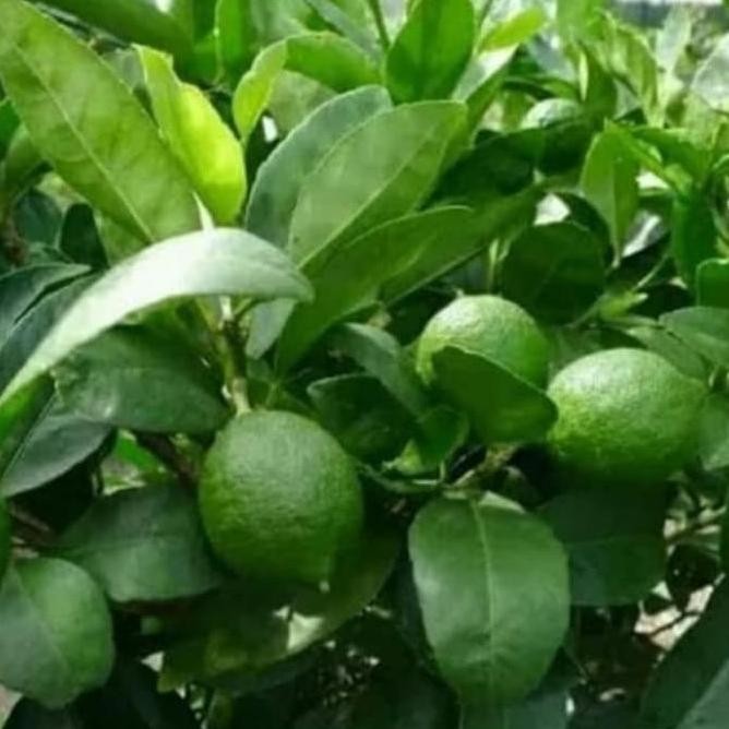 

Terlaris Termurah Pohon Jeruk Nipis - Bibit Pohon Jeruk Nipis Berkualitas