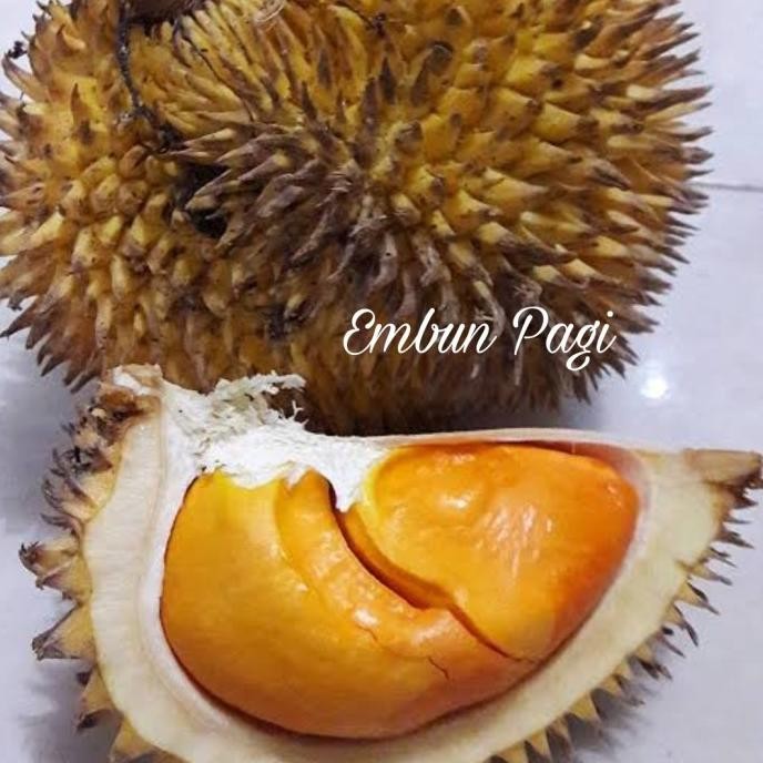 

Terlaris Bibit Buah Durian Elai Okulasi/ Durian Lai Asal Kalimant Wakryi 7213Gm