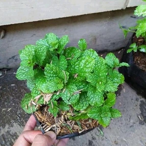 

Terlaris Bibit Tanaman Daun Mint Lebat