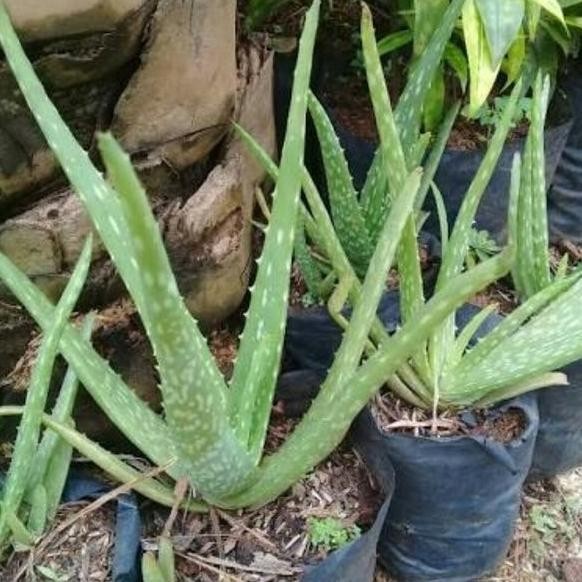 

Terlaris Tanaman Lidah Buaya Aloe Vera Pot Benih Bibit Aloevera Lidahbuaya