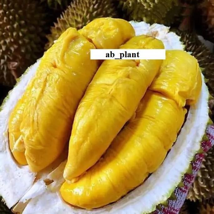 

Terlaris Bibit Durian Bawor Tanam Biji Kaki 3 Cepat Berbuah Super
