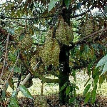 

Terlaris Bibit Buah Durian Montong Besar