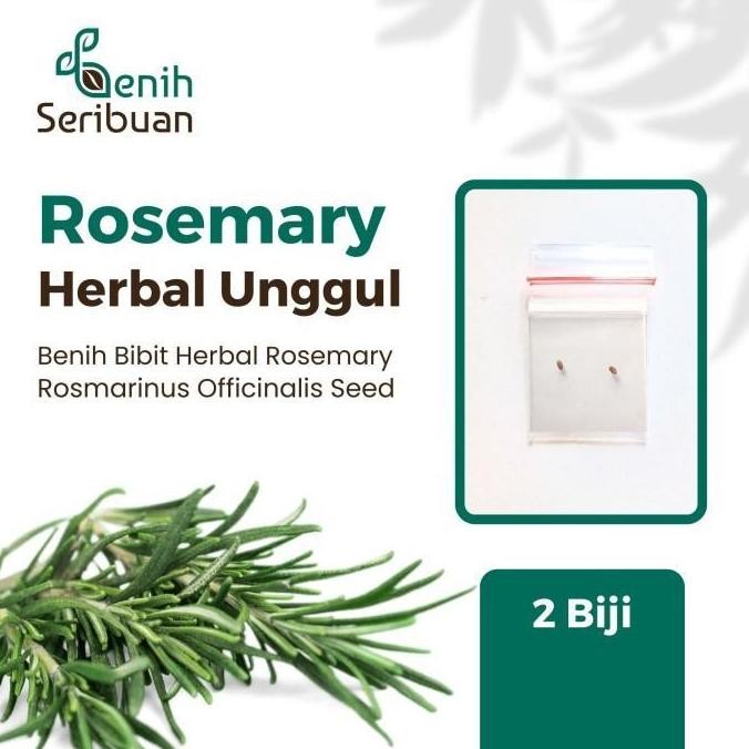 

Terlaris 2 Bibit Rosemary Benih Tanaman Herbal Rosmarinus Officinalis Import