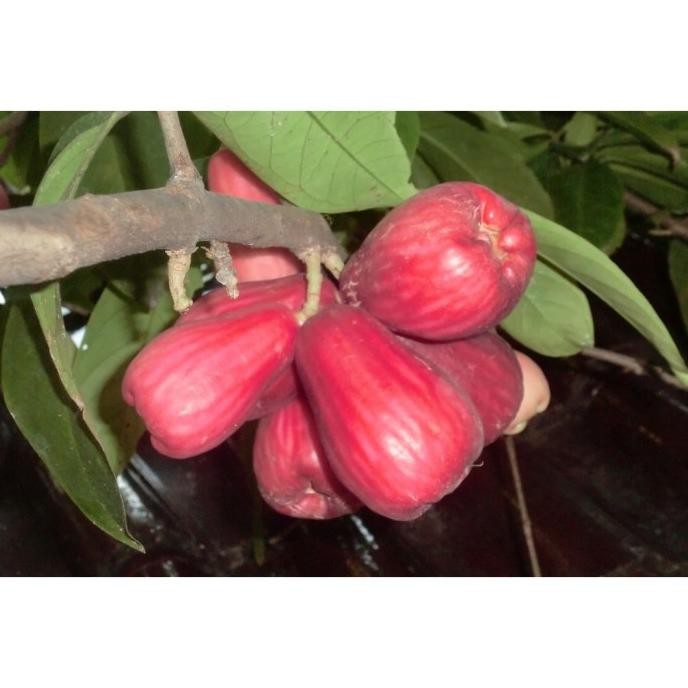

Terlaris Tanaman Bibit Buah Jambu Air Jamaica