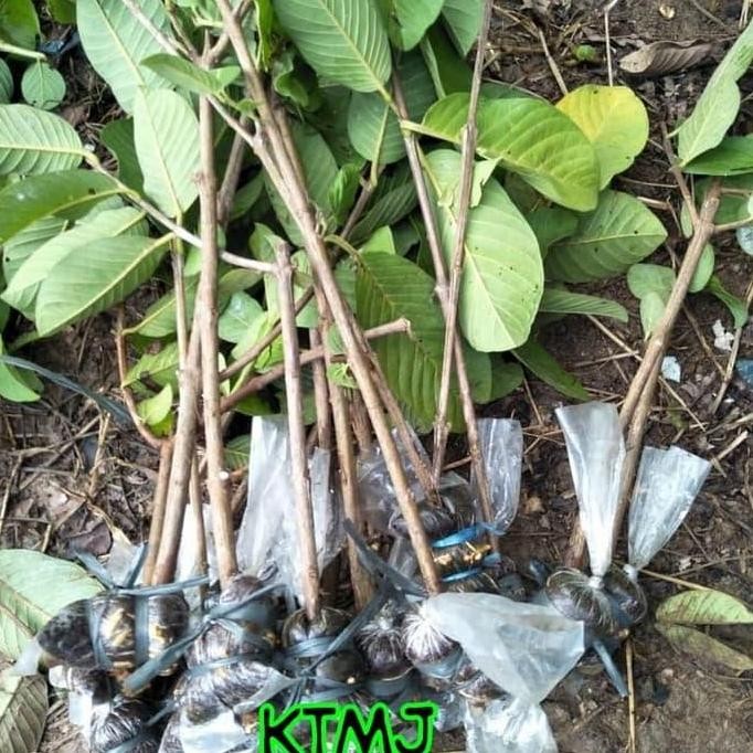 

Terlaris Fresh Cangkok Jambu Kristal Taiwan Bibit Tanaman Jambu Kristal