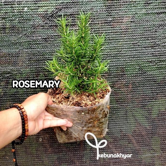 

Terlaris Rosemary Tanaman Hias Herbal Rosemary Bibit Rosemery Rosmeri .