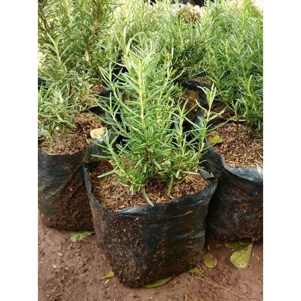 

Terlaris |New| Le002-Bibit Tanaman Rosemary - Pohon Daun Dan Bunga Herbal Bumbu