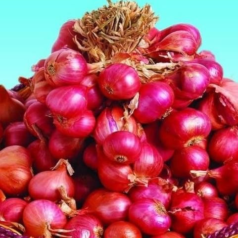 

Terlaris Best Benih Biji Bibit Bawang Merah Tuk Super