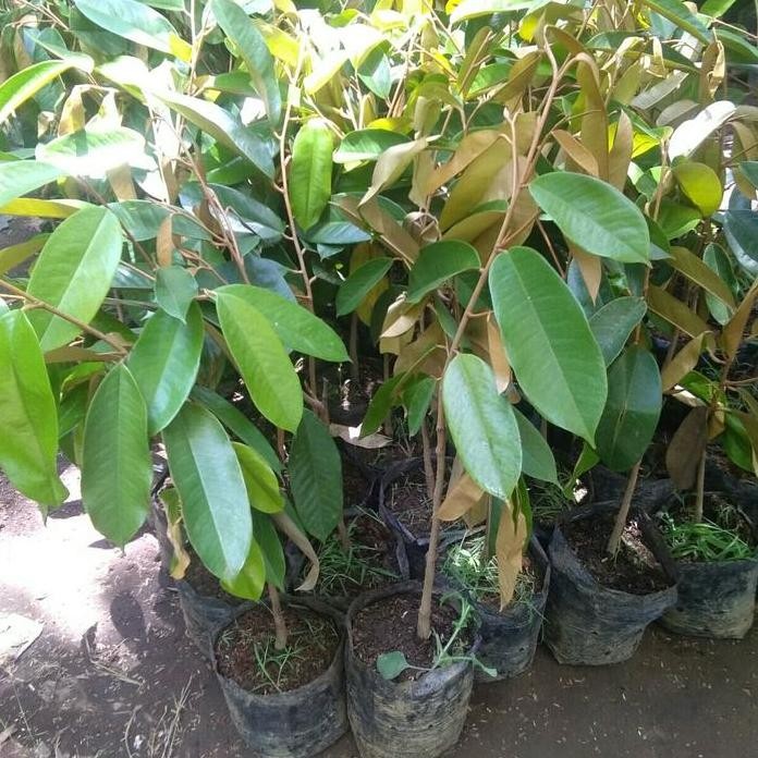 

Terlaris Bibit Tanaman Buah Durian Kuning Mas