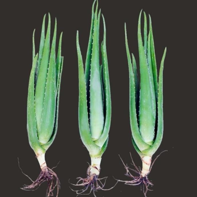 

Terlaris Bibit Lidah Buaya 5Cm - 55Cm